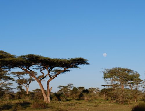 Vacature Shirati Hospital Tanzania